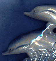 dolphin ornament, back view of heads