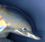 dolphin ornament, front view of lower dolphin's head