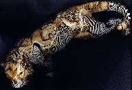 china camouflage tiger: view from top