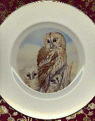 second plate with juvenile long-eared owl and chicks