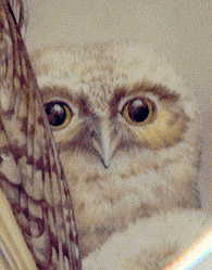 chick from first plate