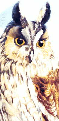 close-up of long-eared owl from first plate