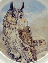 first plate: long-eared adult owl with a chick