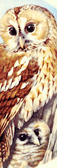 juvenile and chick from second plate