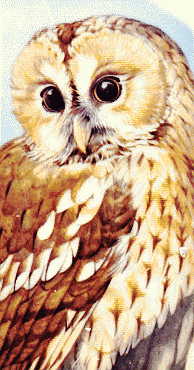 juvenile owl from second plate