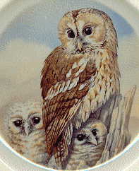 2nd plate: juvenile long-eared owl with chicks