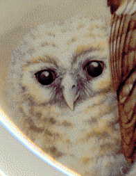 left-hand chick from second plate